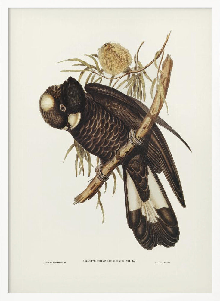 Baudin's Cockatoo Poster